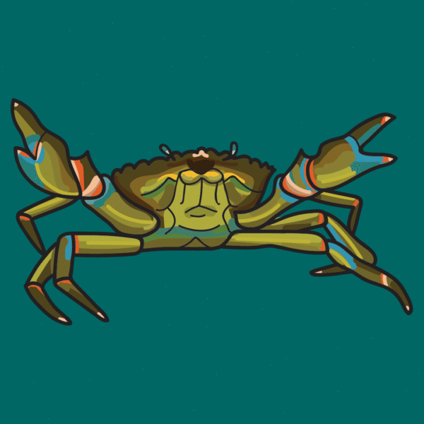 Green-Crab-Animation